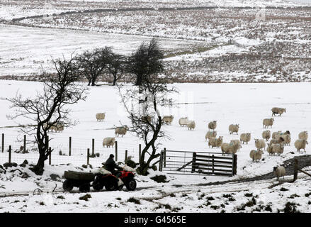 Bauer Peter Laidlaw füttert seine Schafe auf der Craigannet Farm in der Nähe von Carronbridge, Zentralschottland, nach starkem Schneefall am Wochenende. Stockfoto