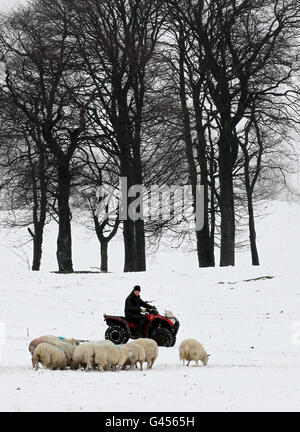 Bauer Peter Laidlaw füttert seine Schafe auf der Craigannet Farm in der Nähe von Carronbridge, Zentralschottland, nach starkem Schneefall am Wochenende. Stockfoto