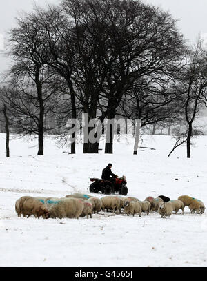 Bauer Peter Laidlaw füttert seine Schafe auf der Craigannet Farm in der Nähe von Carronbridge, Zentralschottland, nach starkem Schneefall am Wochenende. Stockfoto