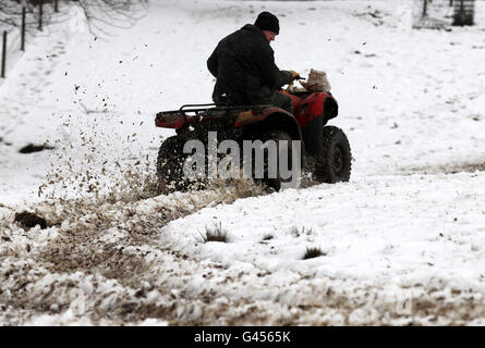 Bauer Peter Laidlaw füttert seine Schafe auf der Craigannet Farm in der Nähe von Carronbridge, Zentralschottland, nach starkem Schneefall am Wochenende. Stockfoto