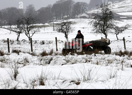 Bauer Peter Laidlaw füttert seine Schafe auf der Craigannet Farm in der Nähe von Carronbridge, Zentralschottland, nach starkem Schneefall am Wochenende. Stockfoto