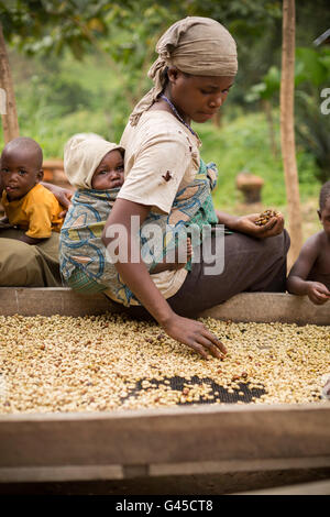 Kaffeebohnen werden sortiert und getrocknet auf trocknende Betten von Landwirten bei einer Genossenschaft in Kasese District, Uganda. Stockfoto