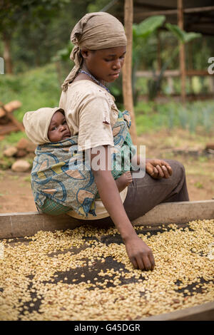 Kaffeebohnen werden sortiert und getrocknet auf trocknende Betten von Landwirten bei einer Genossenschaft in Kasese District, Uganda. Stockfoto