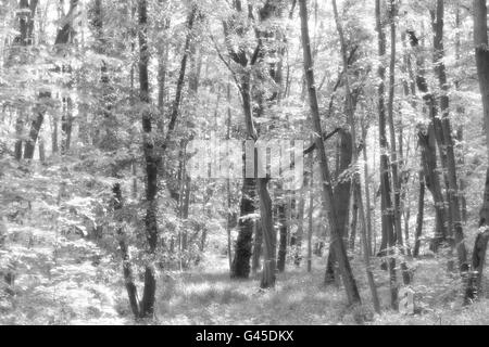 Schwarz / weiß nebligen Wald Stockfoto