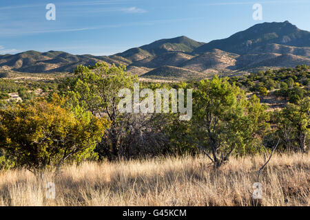 Eiche und Wacholder Bäume wachsen in den Canelo Hills den Huachuca Mountains. Coronado National Forest, Arizona Stockfoto