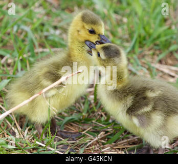 Lustige schöne Bild mit zwei junge niedliche Küken der Kanada-Gänse in der Liebe Stockfoto