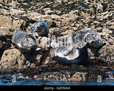 Atlantische Kegelrobben auf Felsen Stockfoto