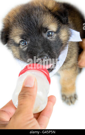 Baby der Hunde mit schwarzen braun süß Essen Milch aus einer Flasche in der Hand auf weißem Hintergrund Stockfoto