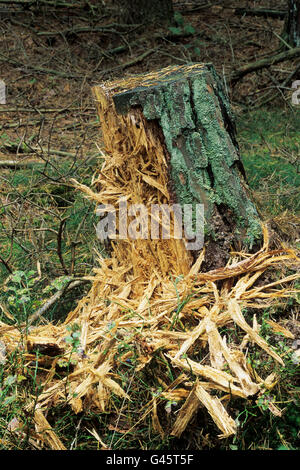 Schwarzspecht (Dryocopus Martius) Spuren der Nahrungssuche - Region Hesselberg, Bayern/Deutschland Stockfoto