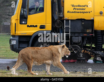 Straßenkehrer John Hunter fegt die Straße durch das Löwengehege im Blair Drummond Safari Park, da die letzten Vorbereitungen für Tiergehege getroffen werden, bevor der Park diesen Samstag für die Saison 2011 eröffnet. Stockfoto