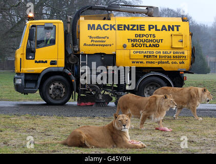 Blair Drummond bereitet für die Saison 2011 Stockfoto