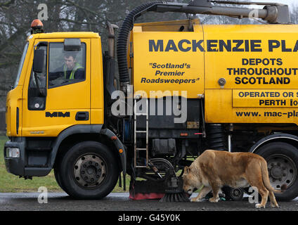 Blair Drummond bereitet für die Saison 2011 Stockfoto