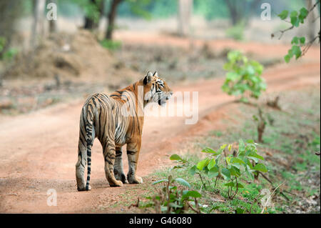 Das Bild der Maya Tigerin (Panthera Tigris) Tadoba Nationalpark, Indien; Stockfoto