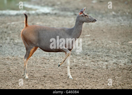 Das Bild der Sambar-Hirsch (Rusa unicolor) geben Alarmruf im Tadoba Nationalpark, Indien Stockfoto