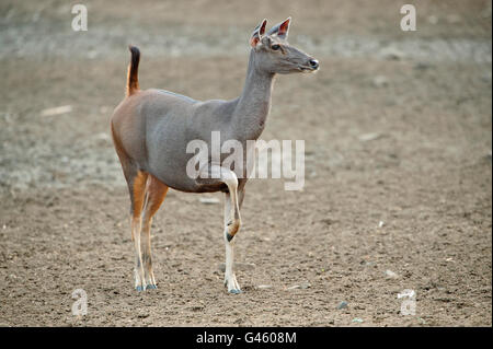 Das Bild der Sambar-Hirsch (Rusa unicolor) geben Alarmruf im Tadoba Nationalpark, Indien Stockfoto