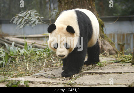 Männlicher Riese Panda Yang Guang in seinem Gehege im Bifengxia Panda Center in der Nähe der Stadt Ya'an in der Provinz Sichuan, China. Stockfoto