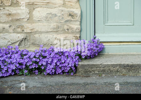 Campanula Portenschlagiana. Wand Glockenblume wächst auf einem Haus Tür. Oxfordshire, England Stockfoto