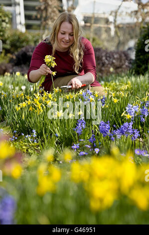 Die temporäre Ausstellungsleiterin Emma Ball wählt Hyazinthen und Narzissen für eine Blumenvorstellung, die die letzten Tage im warmen kornischen Sonnenschein im Eden Project, das morgen seinen 10. Geburtstag feiert, geblüht hat. Stockfoto