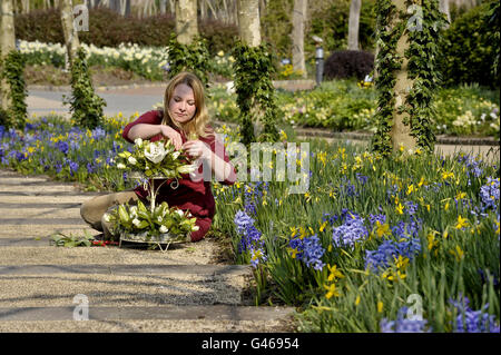 Emma Ball, die temporäre Ausstellungsleiterin, sitzt neben Hyazinthen und Narzissen, während sie einen Kuchen zum 10. Geburtstag aus Blumen macht, die im Eden Project, Cornwall, gepflückt wurden und morgen den 10. Geburtstag feiern. Stockfoto