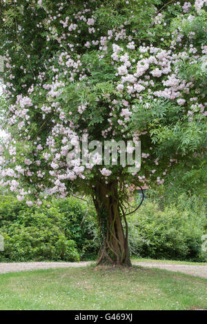 "Pauls Himalayan Musk" stieg. Rambling Rose wächst auf einem Baum in einem Cotswold Garten. Ashton unter Hill, Worcestershire, England Stockfoto