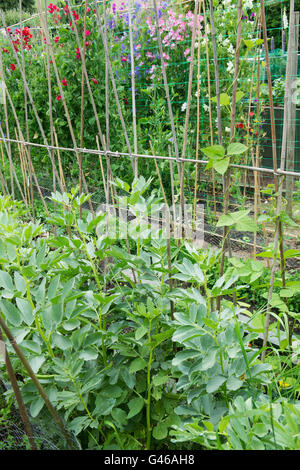 Gemüsebeete in einem englischen Cottage-Garten. Ashton unter Hill, Wychavon, Worcestershire, England Stockfoto