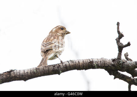 Weibliche lila Finch (Haemorhous Purpureus) Stockfoto