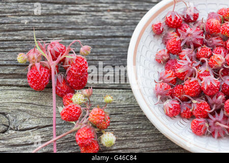 Virginia-Erdbeere, Erdbeere oder gemeinsame Erdbeere (Fragaria Virginiana) auf einem Teller Stockfoto