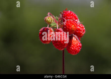 wilde Erdbeere Pflanze mit Früchten isoliert auf grünem Hintergrund Stockfoto
