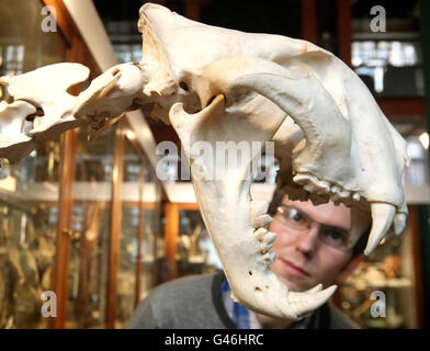 UCL-Mitarbeiter Jack Ashby betrachtet ein Tigerskelett, das Teil des Grant Museum of Zoology & Comparative Anatomy ist, das heute wieder für die Öffentlichkeit geöffnet wurde. Stockfoto