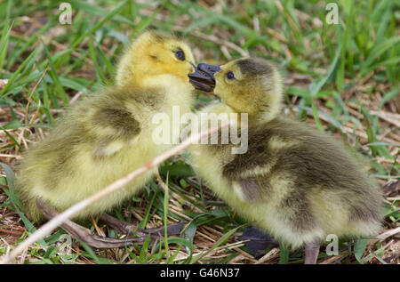 Lustiges Bild mit zwei küssen junge Küken des Canada Gänse Stockfoto