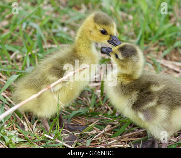 Lustiges isolierte Bild mit zwei jungen Küken die Kanadagänse in der Liebe Stockfoto