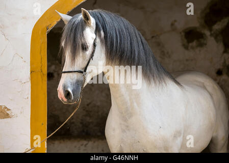 Wunderschönes PRE Hengst portrait Stockfoto