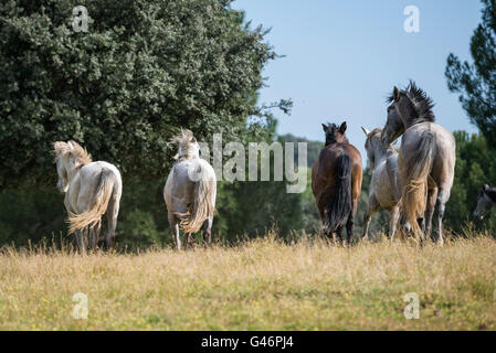 Gruppe junger spanischer Zuchthengste in Spanien Stockfoto