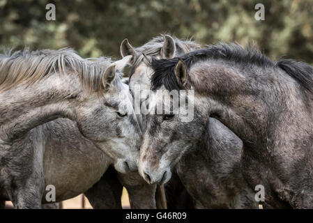 Gruppe junger spanischer Zuchthengste in Spanien Stockfoto