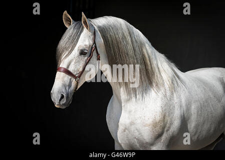 Wunderschönes PRE Hengst portrait Stockfoto