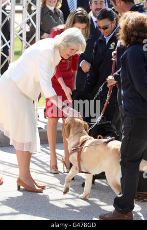 Die Herzogin von Cornwall streichelt zusammen mit Prinzessin Letizia von Asturien (rotes Kleid, verdeckt) einen Labrador während eines Besuchs der ONCE Guide Dog Foundation, Madrid, Spanien. Stockfoto