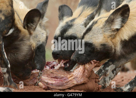 Painted Dogs (auch bekannt als African Wild Dog) fressen in ihrem neuen Gehege im Chester Zoo eine Tierkarkasse, da die Hunde zum ersten Mal seit ihrer Ankunft aus Schweden im Zoo ausgestellt werden. Stockfoto