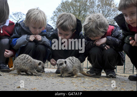 Longleat Safari Park Stockfoto