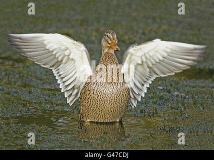 Weibchen flattern seine Flügel nach dem Baden. Stockfoto