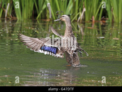 Weibchen flattern seine Flügel nach dem Baden Stockfoto