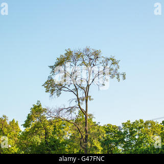 Drei Krähen sitzen auf einem Baum in der Ferne Stockfoto