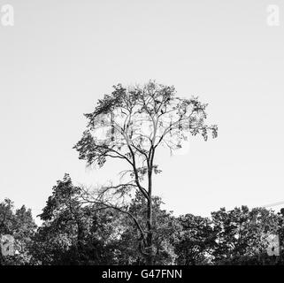 Drei Krähen sitzen auf einem Baum in der Ferne. Schwarz / weiß Stockfoto