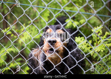 Hund hinter Zaun Stockfoto