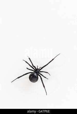 Dorsalansicht weibliche südliche Schwarze Witwe Spinne hautnah, während sie auf weißem Papier geht. Latrodectus Mactans. Sie ist faltig, Stockfoto