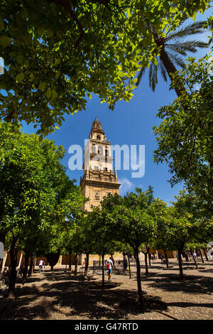 Alminar Turm Minarett, Patio de Los Naranjos, Mezquita-Kathedrale. Cordoba Stadt Andalusiens, Spanien, Europa Stockfoto