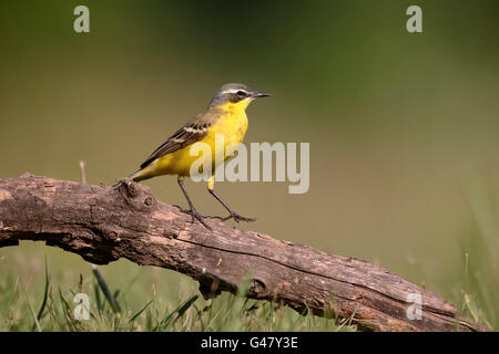 Gelbe Bachstelze, unter der Leitung von Dark Bachstelze, Motacilla Flava, einziger Vogel auf Zweig, Ungarn, Mai 2016 Stockfoto