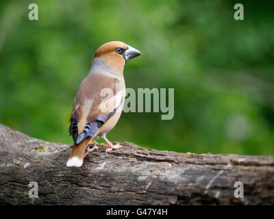 Kernbeißer Coccothraustes Coccothraustes, einziger Vogel durch Wasser, Ungarn, Mai 2016 Stockfoto