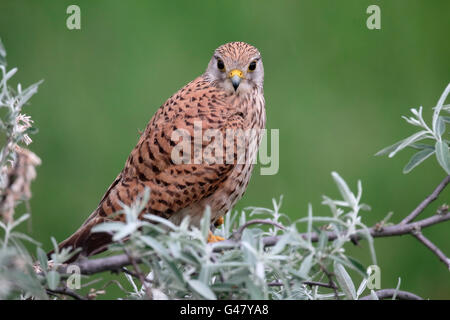 Turmfalke, Falco Tinnunculus, alleinstehende Frau auf Ast, Ungarn, Mai 2016 Stockfoto