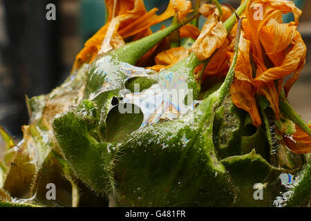 Snail Trail übrig von Schnecke Pflanze auf s Garten in London Stockfoto