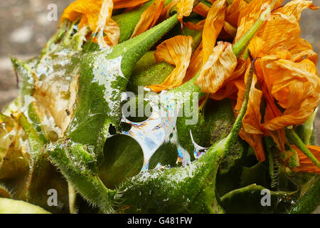 Snail Trail übrig von Schnecke Pflanze auf s Garten in London Stockfoto